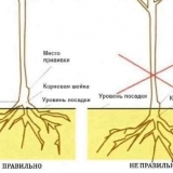 Kora na mladom stablu jabuke puca: šta da se radi